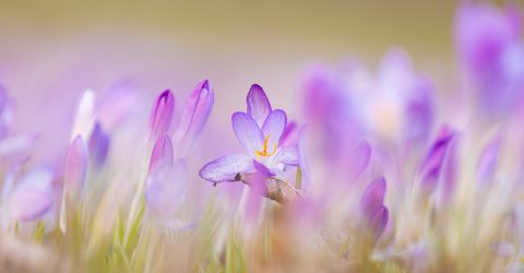 Notre Galerie Photo - fleursViolettes-1