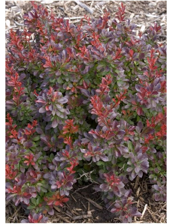 Berberis cabernet