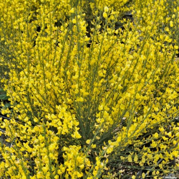 Cytisus-praecox-Allgold-genet