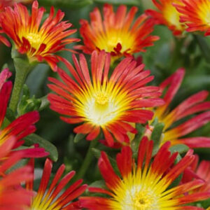 Delosperma-Wheels-Of-Wonder-Fire-Wonder