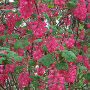 Groseiller-a-fleurs-Ribes-sanguineum-king-edward