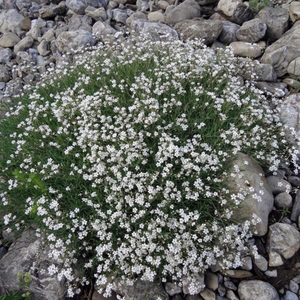 Gypsophila-repens-White