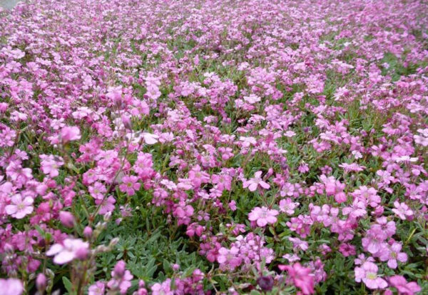 Gypsophila-repens-rose