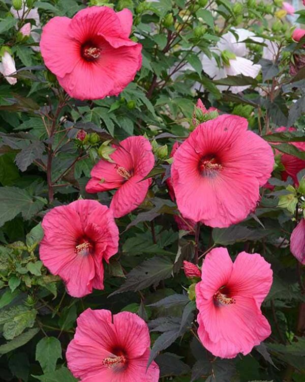 Hibiscus-moscheutos-planette-griotte-hibiscus-des-marais