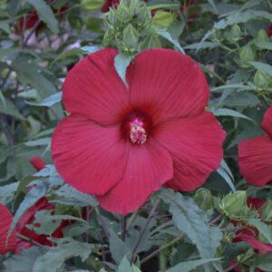 Hibiscus-moscheutos-valentine-hibiscus-des-marais