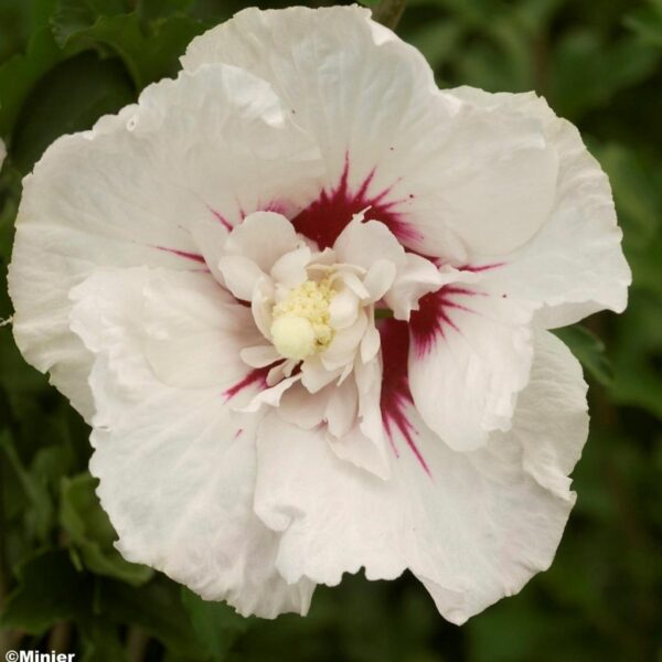 Hibiscus-syriacus-french-point