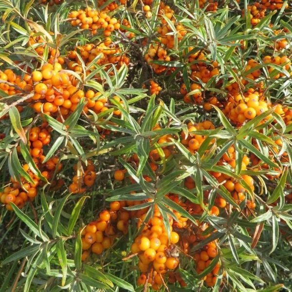 Hippophae-rhamnoides-friesdorfer-orange-argousier