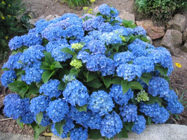 Hydrangea-Macrophylla-andria-blue-hortensia