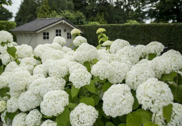 Hydrangea-arborescens-strong-annabelle