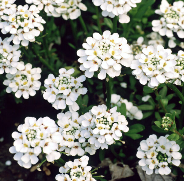 IBERIS-sempervirens