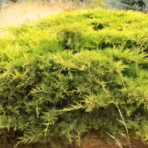 Juniperus-chinensis-Daubs-Frosted
