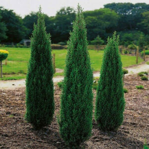 Juniperus-communis-arnold