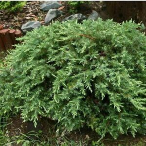 Juniperus-conferta-Schlager