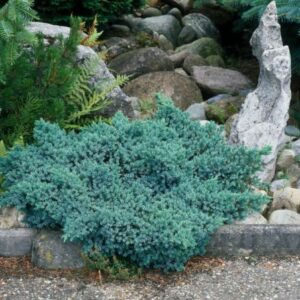 Juniperus-squamata-blue-star