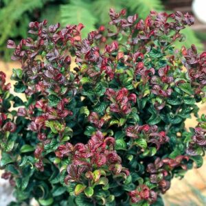 Leucothoe-curly-red