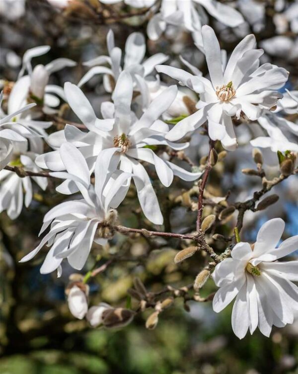 Magnolia-etoile.jpg