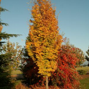 PARROTIA-Persica-persian-spire