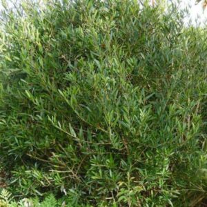 Phillyrea-angustifolia