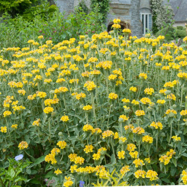 Phlomis-fruticosa-sauge-de-jerusalem