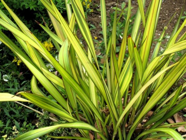 Phormium-cookianum-yellow-wave-lin-de-nouvelle-zelande