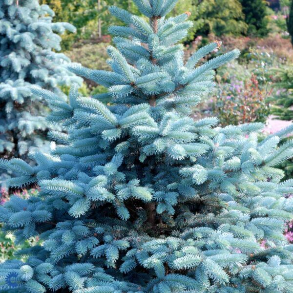 Picea-pungens-oldenburg