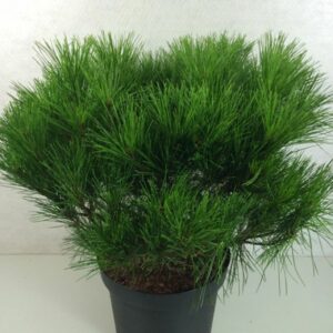 Pinus-densiflora-Alice-Verkade