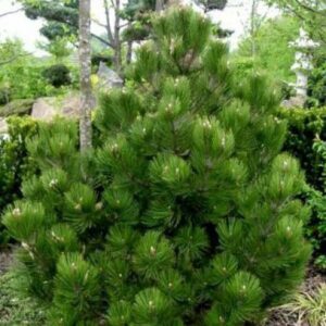 Pinus-leucodermis-compact-gem