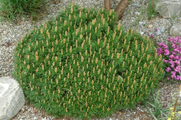 Pinus-mugo-benjamin
