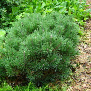 Pinus-mugo-mops