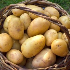 10725695 – a basket full of fresh potatoes