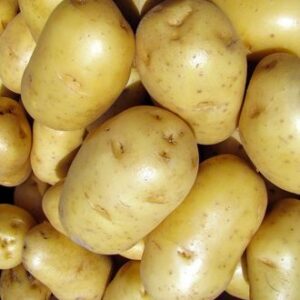 Pommes de terre à l’étal du marché