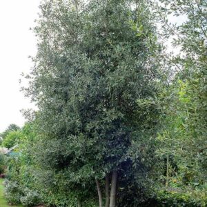 Quercus-ilex-chêne-vert