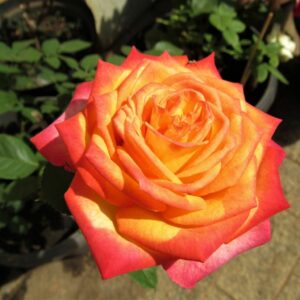 Rosier-a-grandes-fleurs-Girandola
