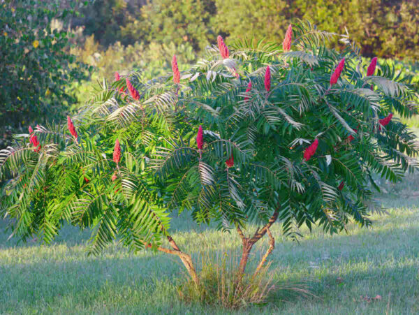 Sumac-de-Virginie-vinaigrier-Rhus-typhina