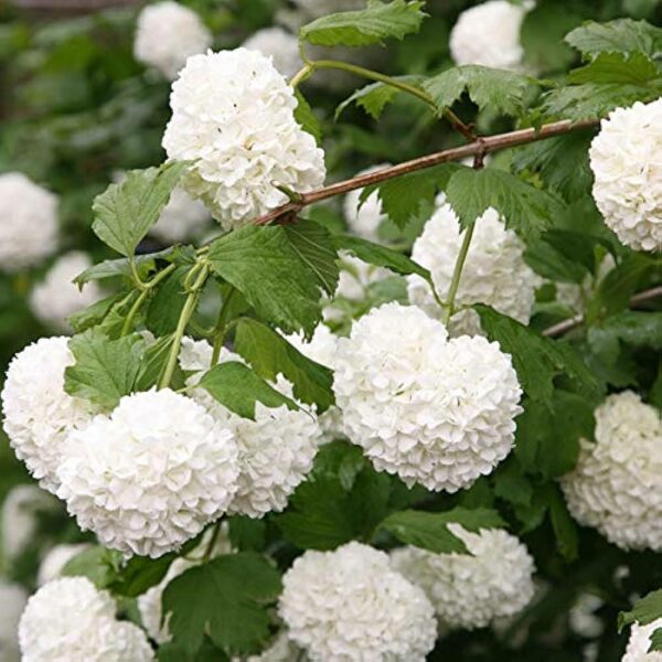 Viburnum-opulus-boule-de-neige