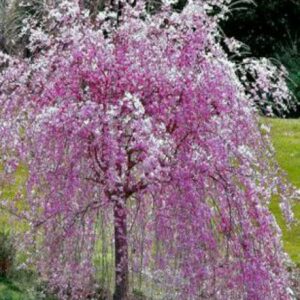 cerisier-du-japon-kiku-shidare-sakura
