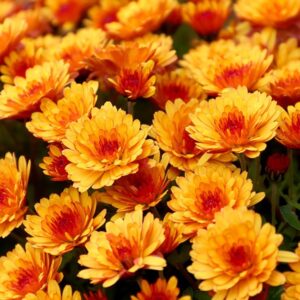 Chrysanthèmes & Fleurs de Toussaint