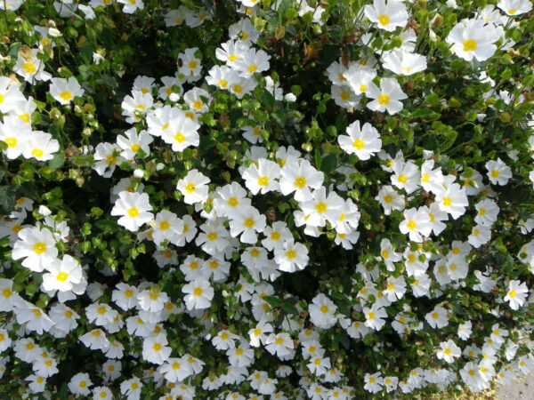 cistus-corbariensis