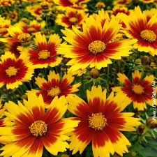 coreopsis-uptick-gold-and-bronze
