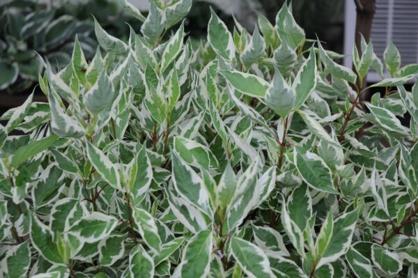 cornus-alba-ivory-halo