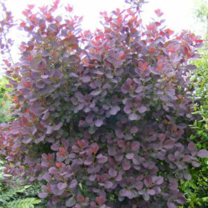 cotinus-coggygria-royal-purple-arbre-a-perruques-pourpre