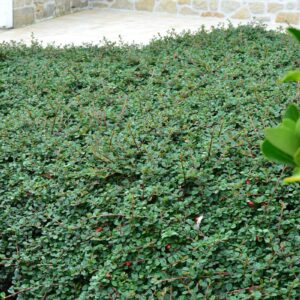 cotoneaster-microphyllus-streib-s-findling-