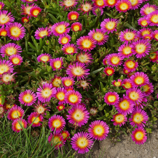 delosperma-hot-pink-pourpier