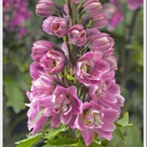 delphinium-pink-white-bee