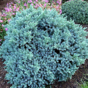 genevrier-juniperus-blue-star