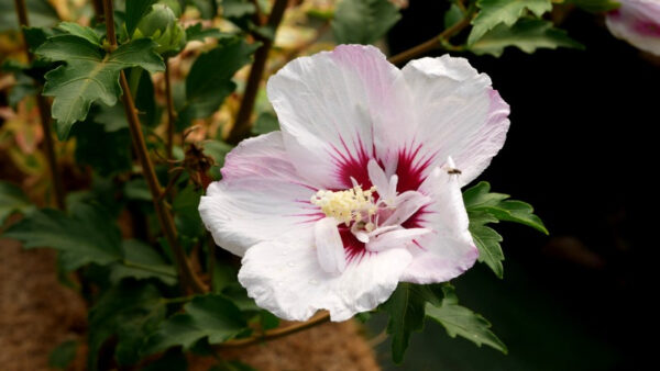 hibiscus-syriacus-pinky-spot-
