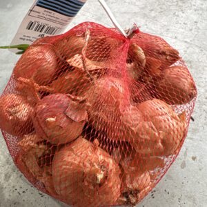 Echalote red sun - image