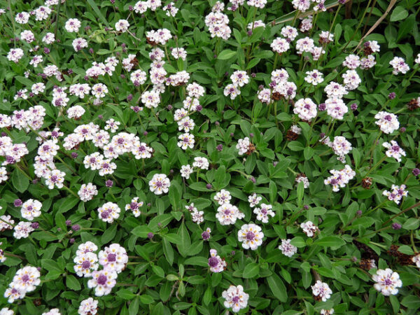 lippia-nodiflora