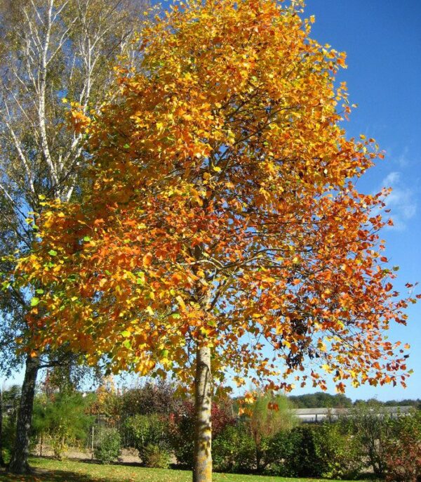 liriodendron-tulipifera-tulipier-de-virginie