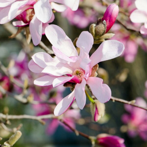 magnolia-leonard-messel.jpg
